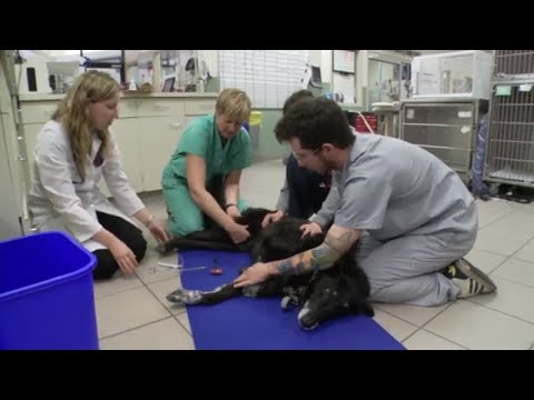 Video: Patvēruma uzmanība: Animal Aid USA