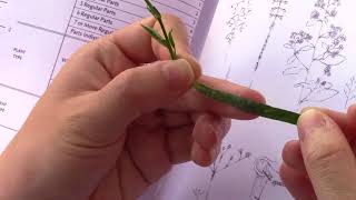 Full Part 2: Using the Key in Newcomb's Wildflower Guide News