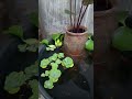 Platy Fish Pond | Setting up a platy fish pond