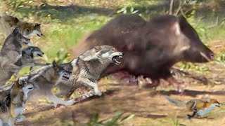 Solo La PLAGA Más DESTRUCTIVA Lucha Contra Lobos y Osos en Combates Brutales, El Jabalí Más Salvaje! by WILD ANIMALS salvajes 268,510 views 1 month ago 24 minutes