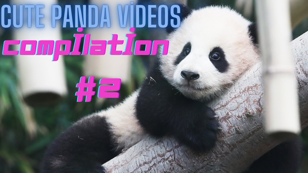 cute panda videos compilation #2 (cute and funny panda videos) - YouTube