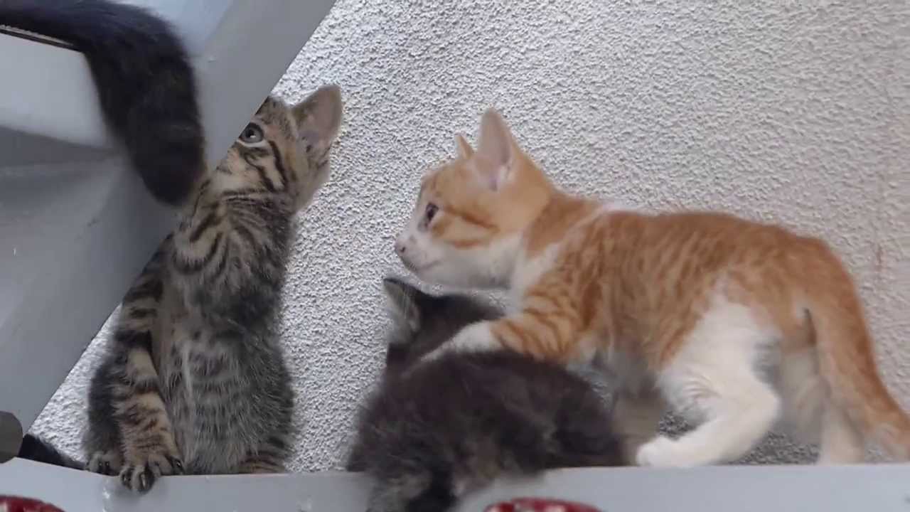 Kitten Playing じゃれる猫 Youtube