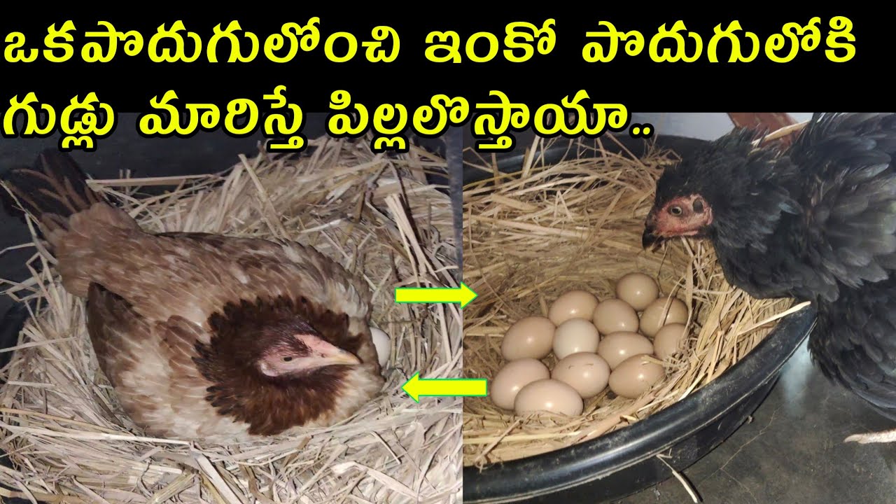 Brooding hen's eggs changing details youngfarmeratoztelugu YouTube