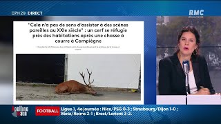 Chasse à courre: 