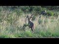 Full grown male Kudu with beautiful huge spiral horns