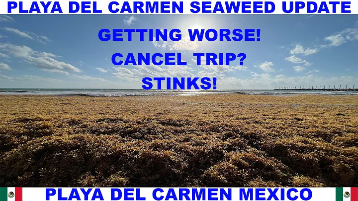 PLAYA  DEL CARMEN BEACH SEAWEED UPDATE - GETTING WORSE!