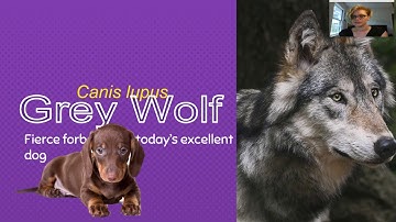 ANSC 207 Week 1, Video 3: Progenitor Species for Dogs and Cats