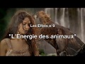 Vivez leveil lnergie des animaux  leveilleur quantique  la nature instinctive