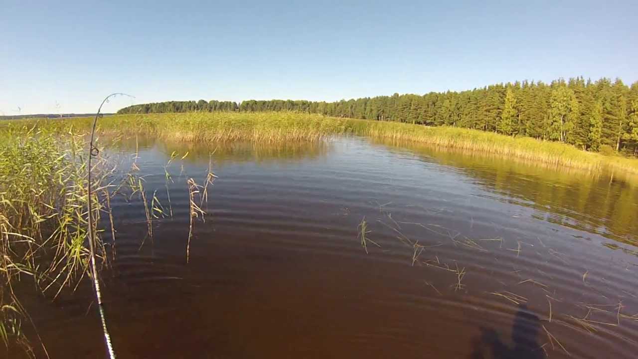 Озеро глубокое рыба. Озеро пионерское Ленинградская. Озеро пионерское Ленинградская область рыбалка. Озеро глубокое Ленинградская область Выборгский. Озеро глубокое Ленинградская область Выборгский район рыбалка.