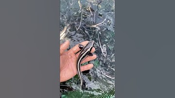 Các bạn đã thấy cách chúng tôi cho cá bớp nhỏ ăn chưa #hảisản #food #seafood #thinhhanh