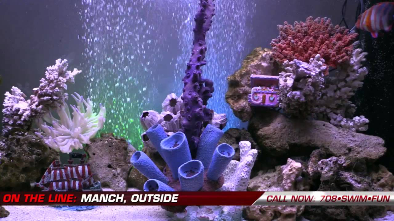 FishCenter Live Tuesday 2015-01-06 - YouTube