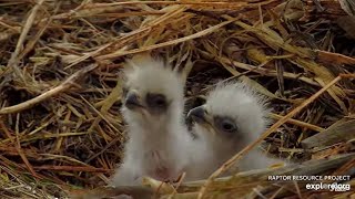 The adorable DN18 has hatched 秃鹰 Decorah Eagles North Nest 2024 03 25