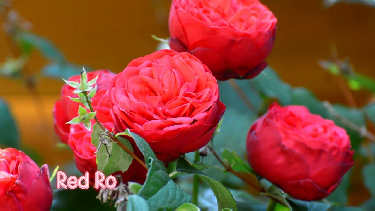 Valentine's Day Special | Rose Flowers | Types of the Rose Flowers