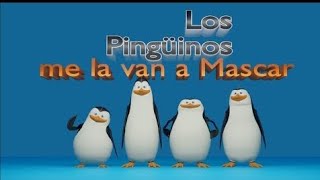 los pingüinos me la van a mascar