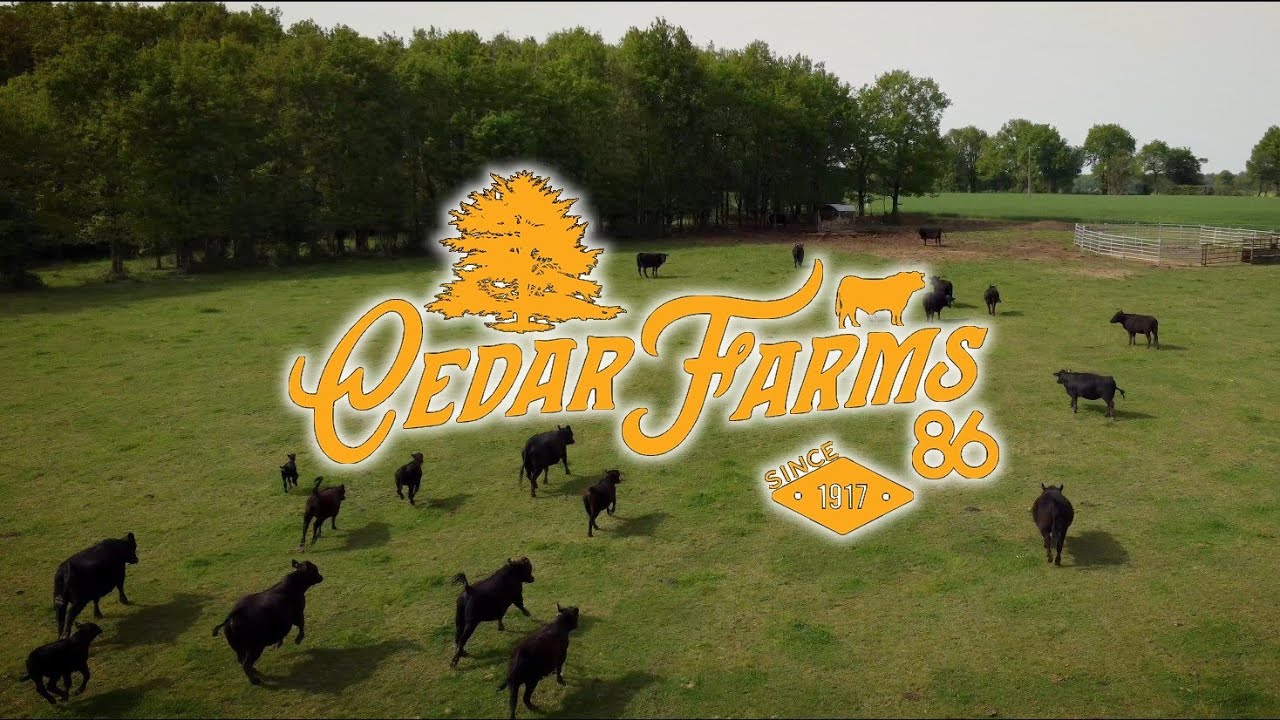 CEDAR FARMS Présentation YouTube