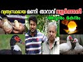 മണി താറാവ് വളർത്തൽ | Mascovy Duck Farming Kerala | Flying Duck | Mani Tharavu Valarthal Malayalam