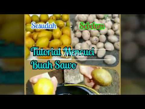 CARA MENCUCI BUAH SAWO - YouTube