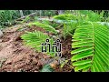 ដាំស្អំក្បែរៗផ្ទះ