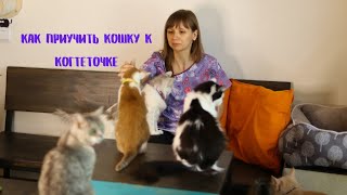 Как приучить кошку к когтеточке