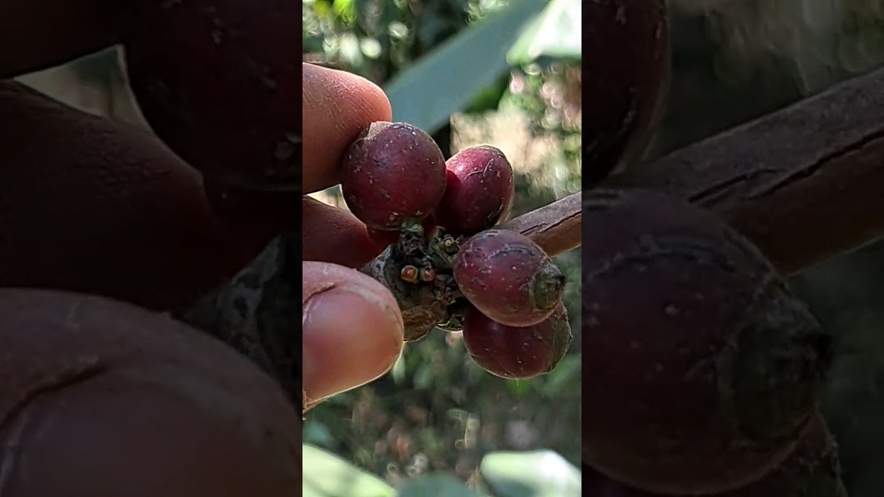 What happens to a coffee berry when struck with an iron hammer?