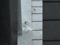 Yellowjacket Wasp Battles Spider on Backyard Patio Decking