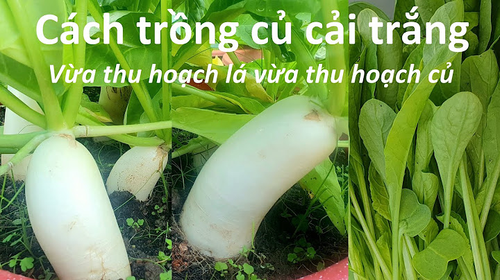 Cây củ cải mọc cách mặt đất bao nhiêu năm 2024