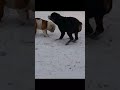 Having fun in the snow !! #migos  #dogplaying  #viralshort