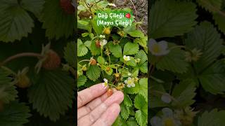 YABANİ ÇİLEK🍓 #mayıs #çilek #yabani #doğa #doğal #organik #ye #giresun #karadeniz #bahçe #garden