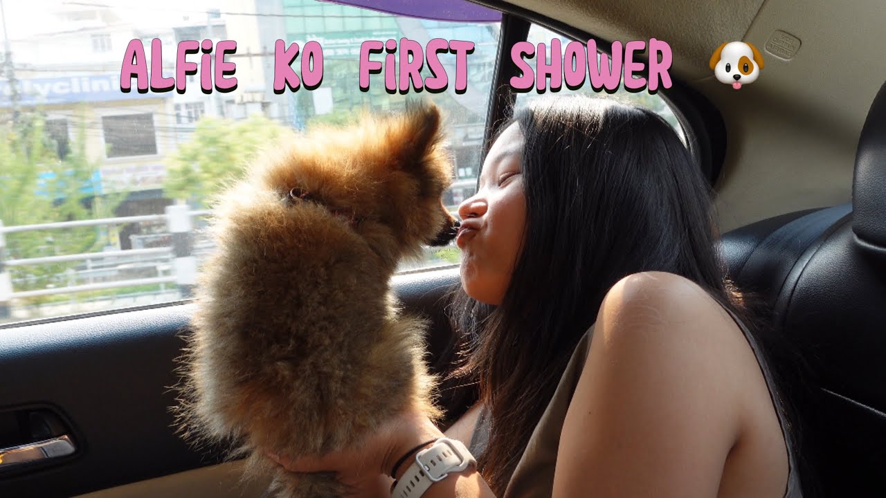 Day in Elio & Alfie Life 🐶