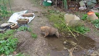 水たまりにはまった子犬