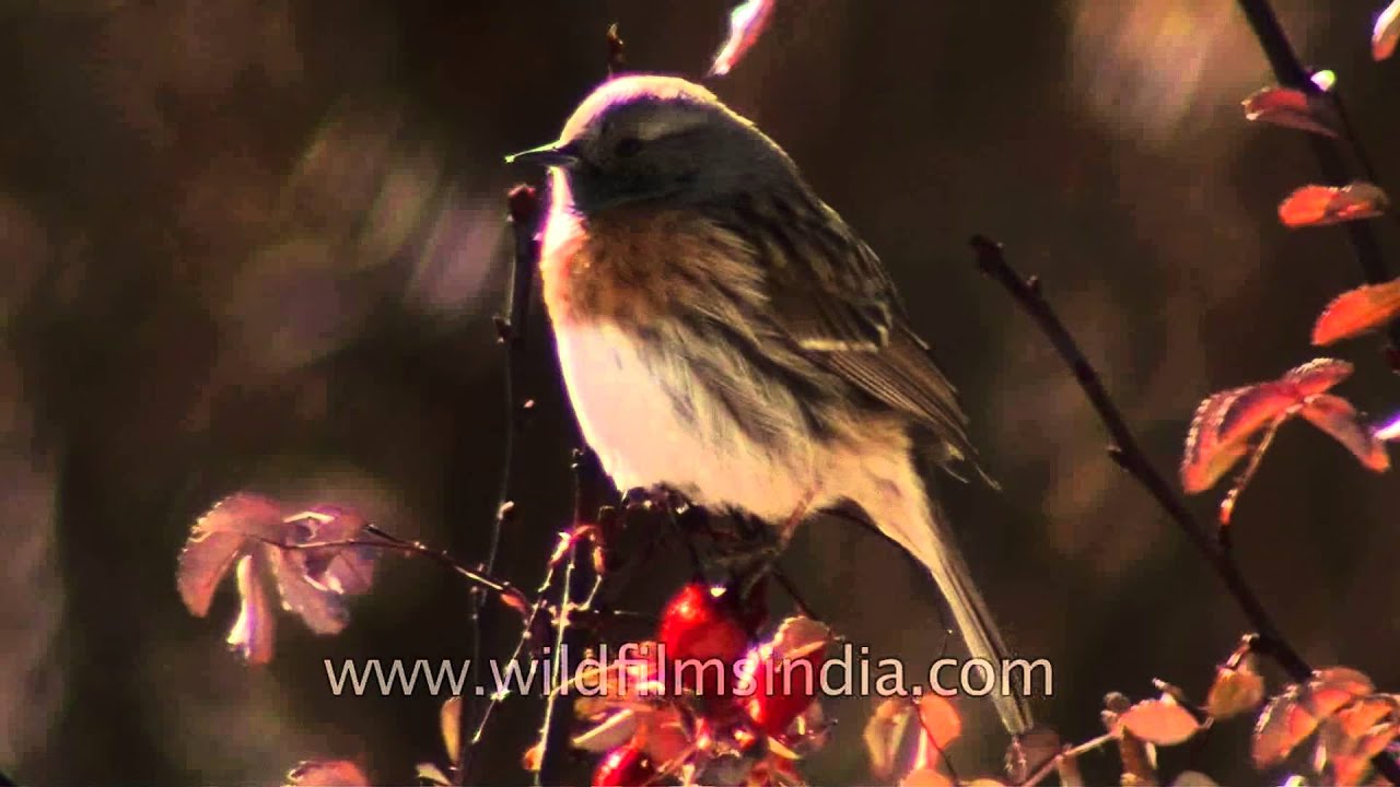 Birding in the cold desert - Robin Accentor in Ladakh - YouTube
