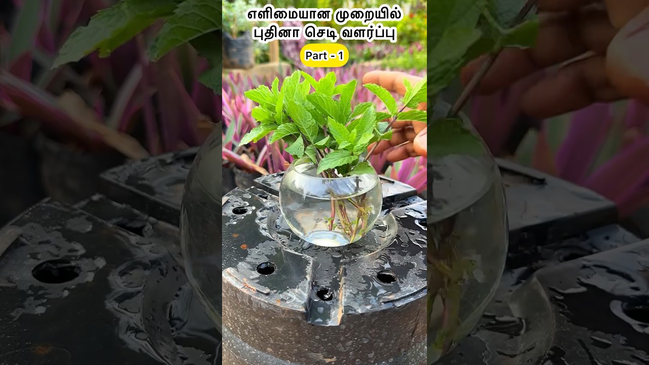 எளிமையான முறையில் புதினா செடி வளர்ப்பு #flowers #plants #flowerstagram #flowersofinstagram