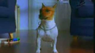 犬が出演するcmトップ18 Wanwans 犬が出演するcmトップ18 Wanwans