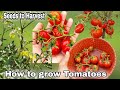 Easiest way to grow tomatoes at home in gardencontainers