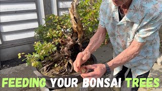 Feeding Your Bonsai Trees