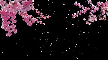 Cherry Blossom Tree with Falling Petals on Transparent Background - Stock Video