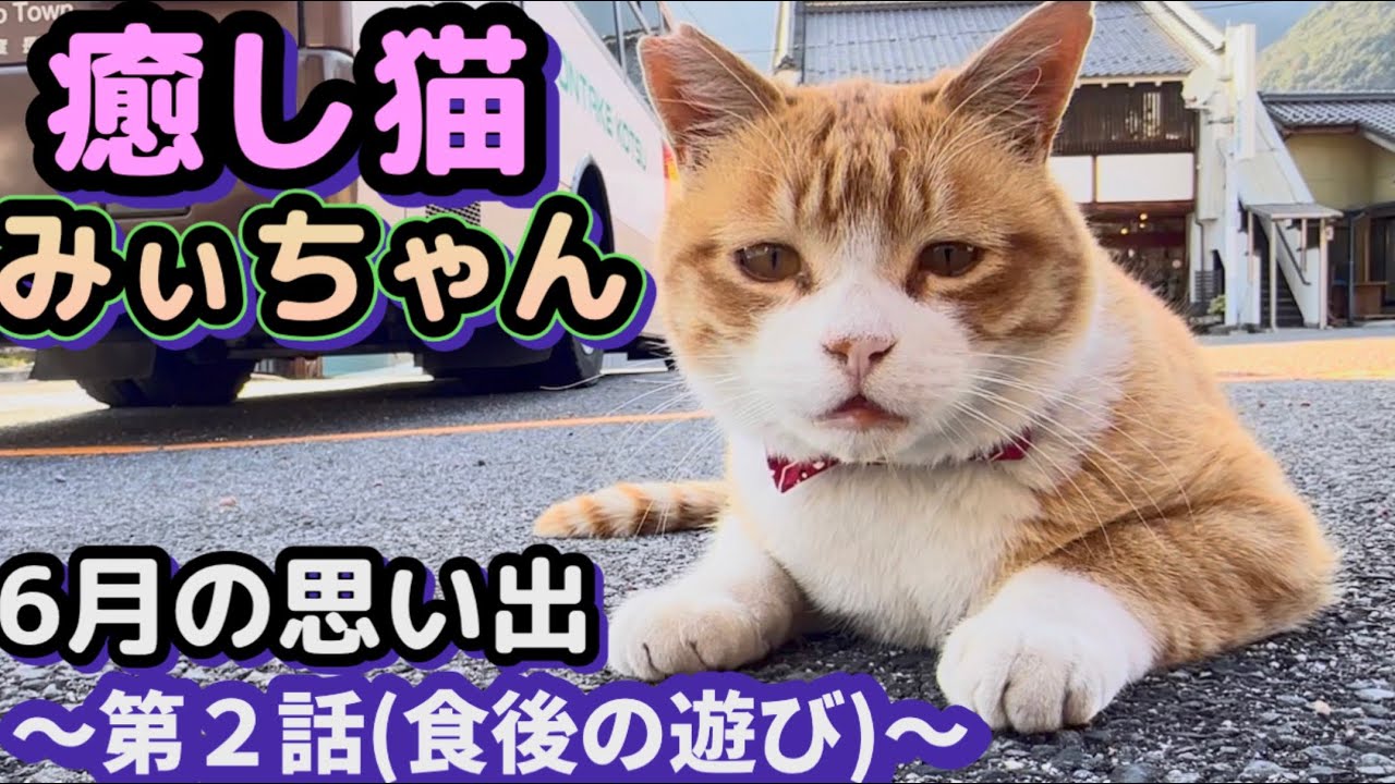 Mii-chan, the Bus Depot's Local Stray