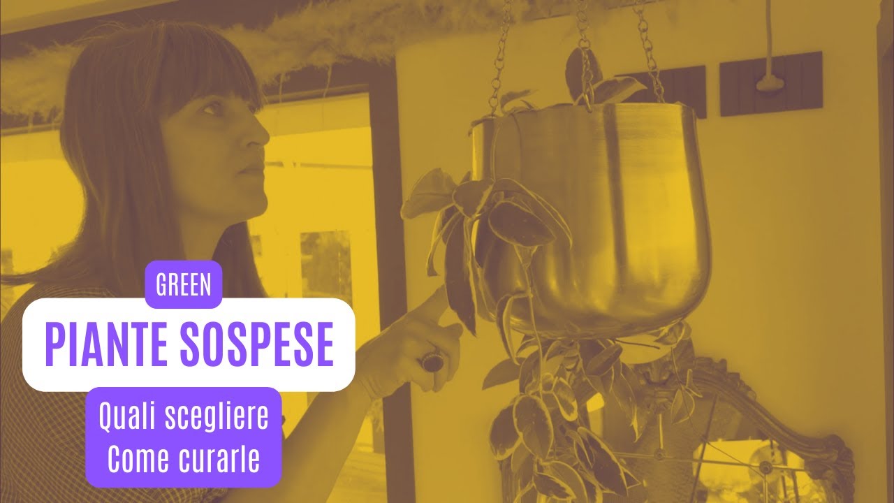 Piante sospese in vaso da interno