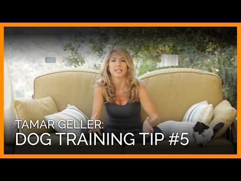 Tamar Geller Dog Training Tip #5 - YouTube