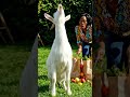 Animals Acting Like NPCs For 8 Seconds Straight 💀🐐🦆