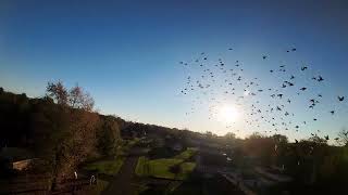 Accidental encounter with a murmuration of Starlings by AkiroLyall 56 views 5 months ago 1 minute, 14 seconds