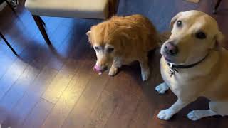 Yuma's Hemp Calming Chews: My Dogs Can't Get Enough!