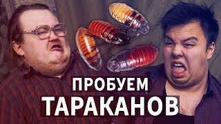 Мадагаскарские ТАРАКАНЫ Мадагаскарские ТАРАКАНЫ