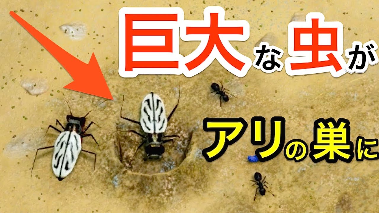 アリの巣に ヤバそうな白い虫 入れて遊んでみた 7 Empires Of The Undergrowth 実況 Youtube