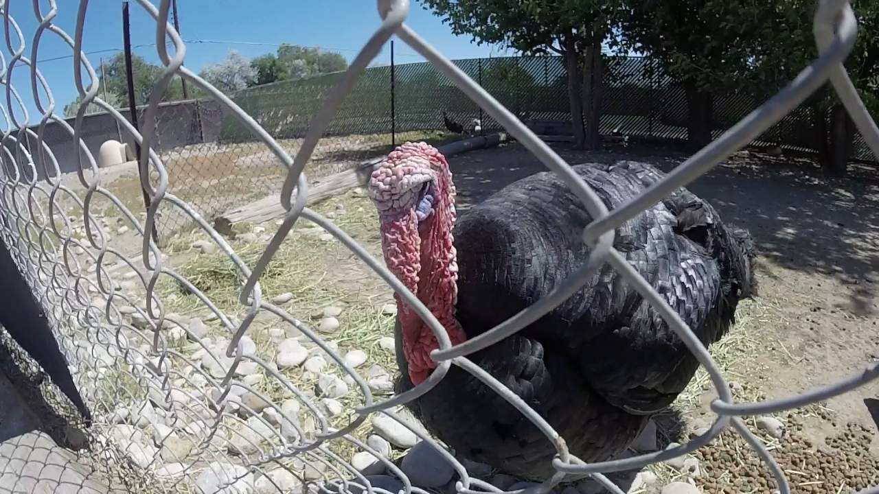 Spring River Zoo Roswell New Mexico - YouTube