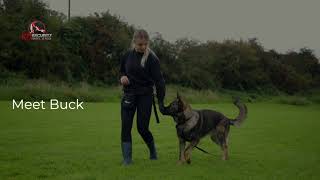 Buck  Elite Family Protection Dog
