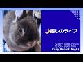 【癒しライブ】うさぎのウルフねむねむ定点 🌙 まったり夜時間|Cozy Rabbit Night