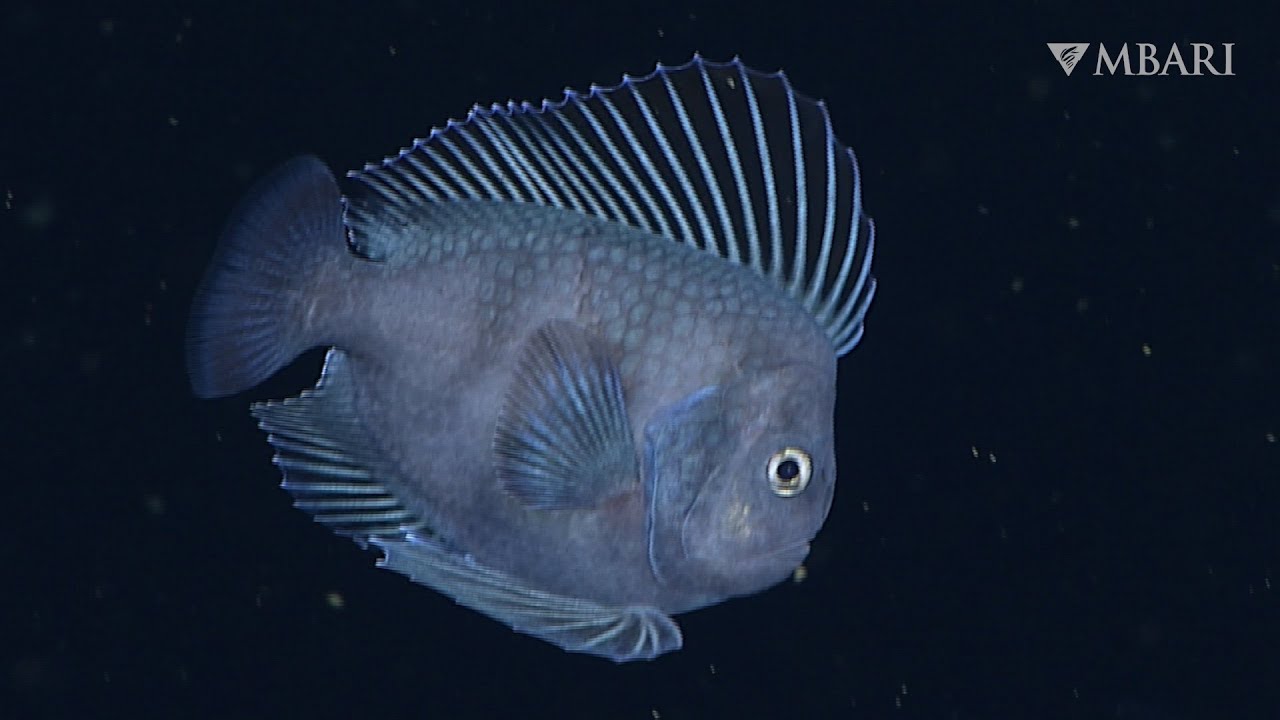 Meet the manefish: A rare and intriguing little deep-sea fish with dance moves