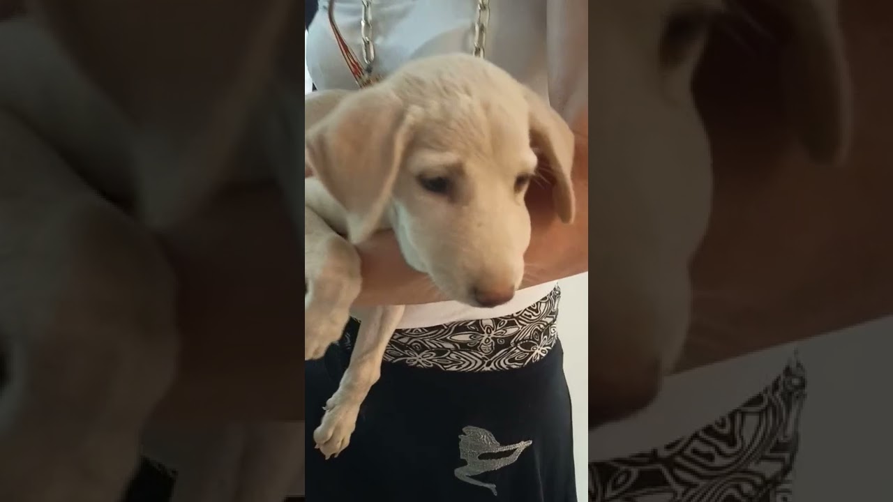 Swollen face in Puppy (Dog) due to Insect bite