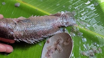 Cách đánh vảy cá nhanh nhất ,mẹo làm cá rô nhanh dể dàng trong tít tắt